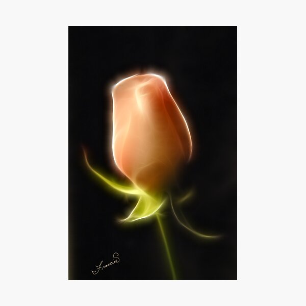 Item preview, Perfect Rose With Fractalius Filter designed and sold by Francine Dufour Jones.