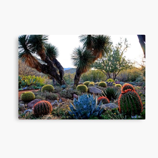 Desert Diversity Canvas Print