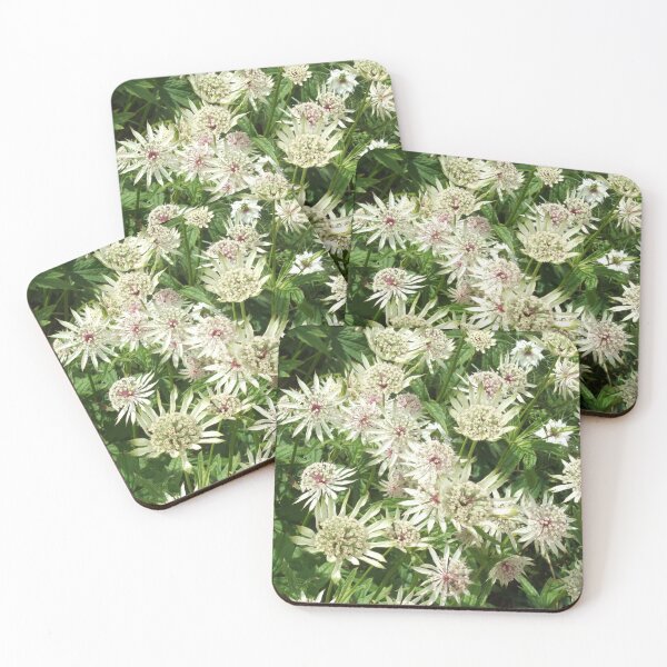 Item preview, Astrantia major Flowers designed and sold by Floral-Art.