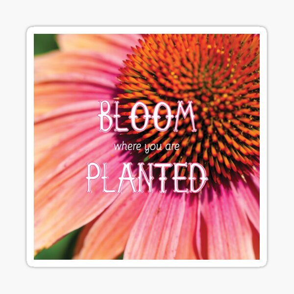 Bloom Where You Are Planted Sticker