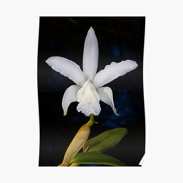 White Cattleya Poster