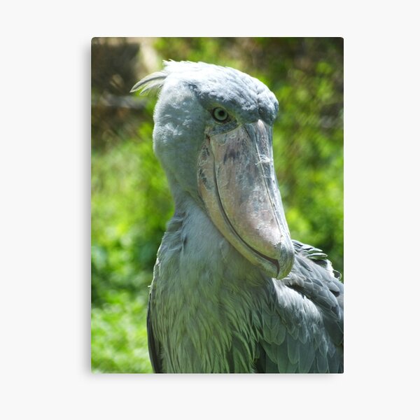 Ugandan Shoebill Canvas Print