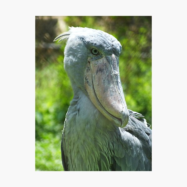 Ugandan Shoebill Photographic Print