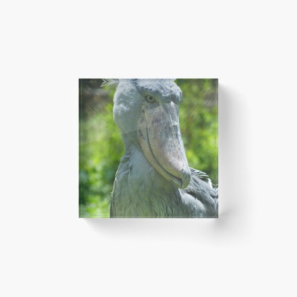 Ugandan Shoebill Acrylic Block