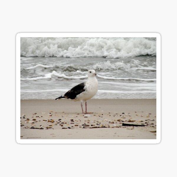 Item preview, Sea Gull designed and sold by Lauryn1727.