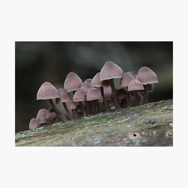 Don't cut the Line! Photographic Print