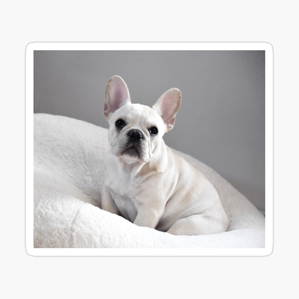 Cream Frenchie Poster By Umeimages Redbubble