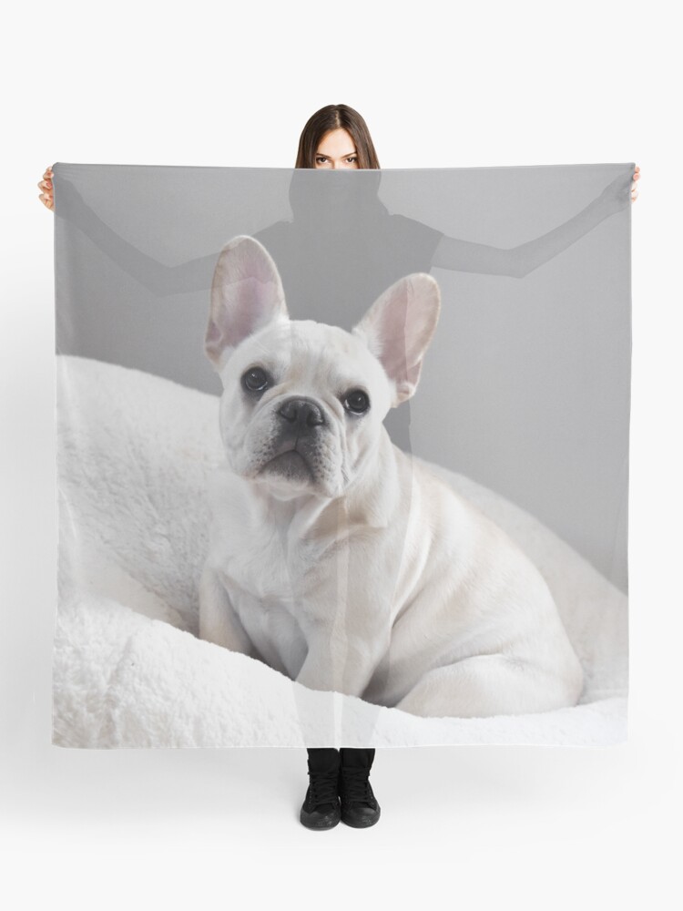 frenchie scarf