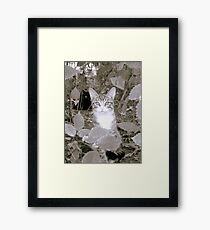 Kittens Framed Print