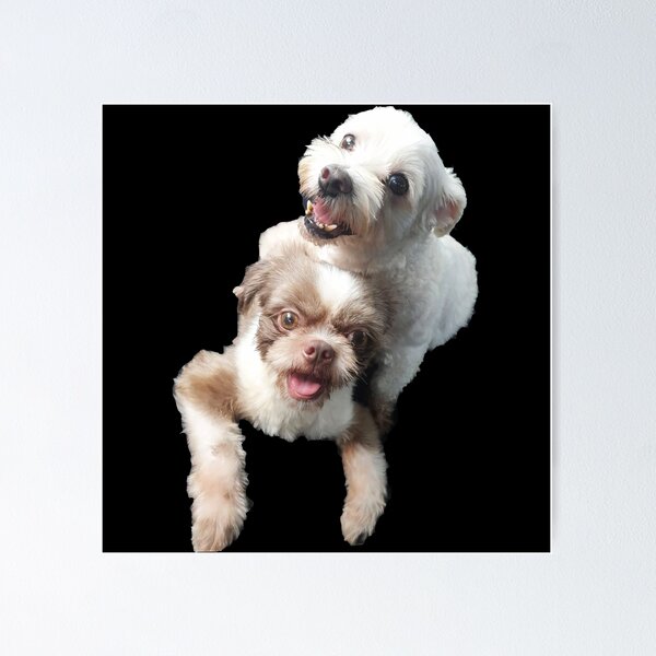Item preview, DOG LOVE SHIH TZU AND MALTESE designed and sold by koreanbug.