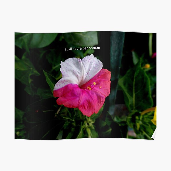 Dompedro rosa y blanco - Flor maravilla - Pink and white flower - Mirabilis jalapa 1 Póster