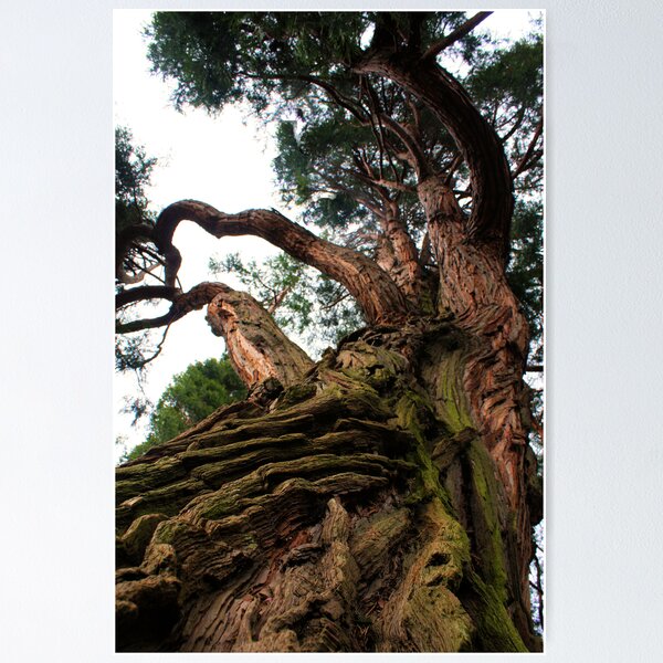 Artikelvorschau, Looking up a Giant Insence Ceader entworfen und verkauft von Snapshot20.