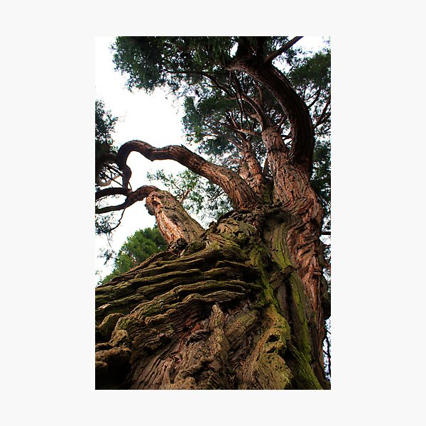 Artikelvorschau, Looking up a Giant Insence Ceader entworfen und verkauft von Snapshot20.