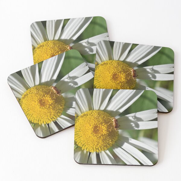 Item preview, A daisy flower in the garden designed and sold by Claude Laprise.