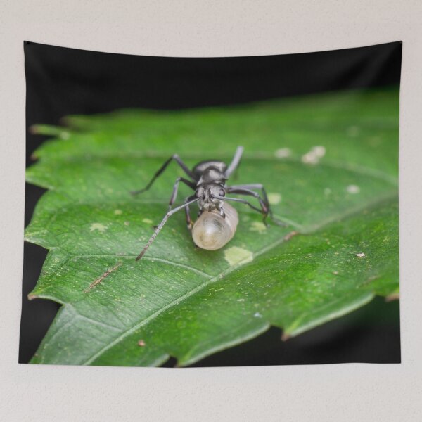 Item preview, An ant with a brood designed and sold by AvonPerception.