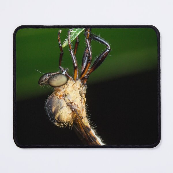 Item preview, A robber fly (assassin fly) wait for its next prey designed and sold by AvonPerception.