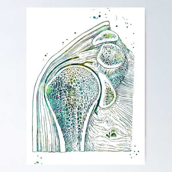 Item preview, Shoulder Joint Section designed and sold by EvasDreams.
