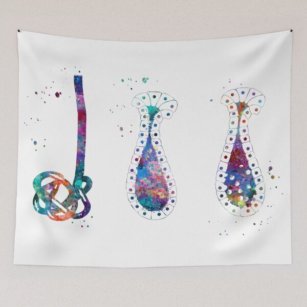 Item preview, Sweat Gland with Merocrine and Apocrine Glands designed and sold by EvasDreams.