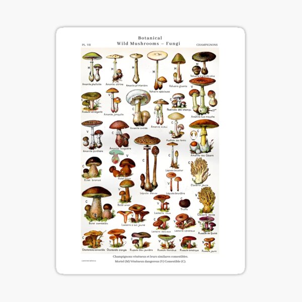 "Vintage botanical wild mushroom fungi edible and dangerous color