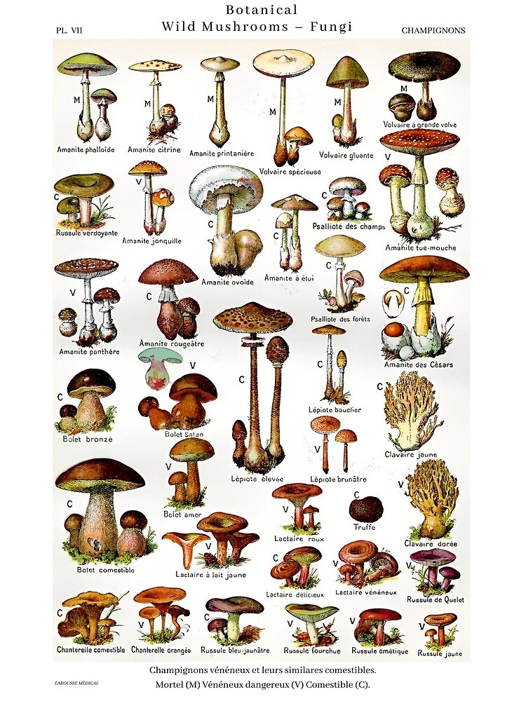 BESPORTBLE 100 Piezas Hongo Simulado Decoración Del Jardín De Setas