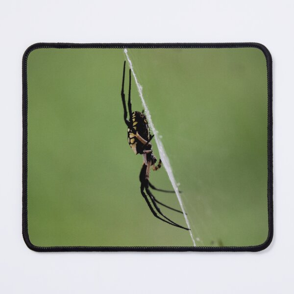 Item preview, Spider and Web designed and sold by ktmobrien.
