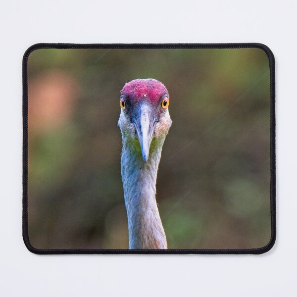 Item preview, Sandhill Crane Portrait - square designed and sold by StevenRalserPhoto.