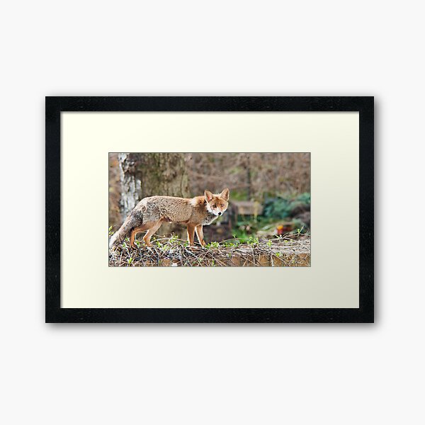 Fox on Cemetery Wall Framed Art Print