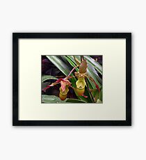 Slipper Orchid Framed Print