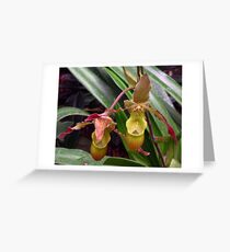 Slipper Orchid Greeting Card