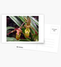 Slipper Orchid Postcards
