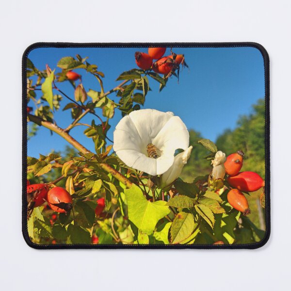 Item preview, Bindweed on a wild rose bush designed and sold by AdioraStore.