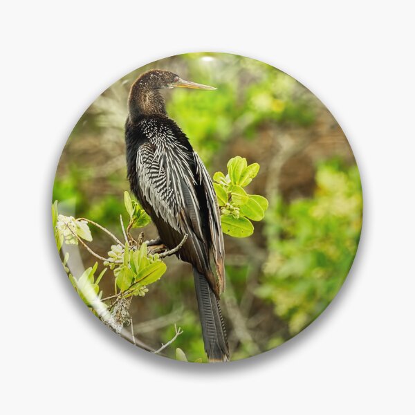 Item preview, An Anhinga designed and sold by Kay Brewer.