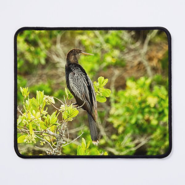 Item preview, An Anhinga designed and sold by Kay Brewer.