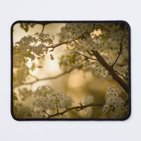 Item preview, Setting Sun Through White Blossoms designed and sold by depictionly.