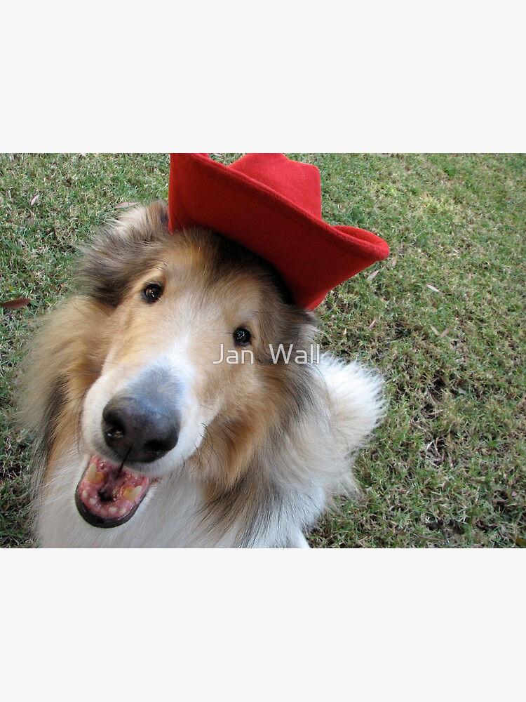 Sassy Lassie, The Rough Collie Guide Dog