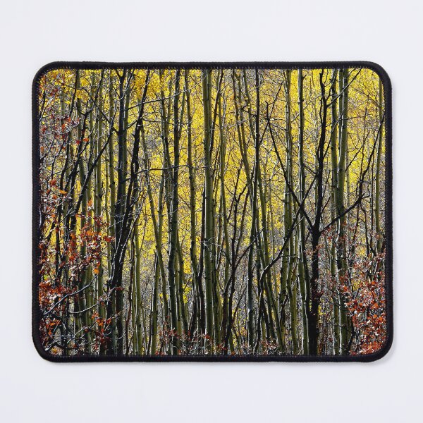 Item preview, October Aspen Forest of Color designed and sold by Vicki Pelham.