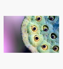 Lilly Seed Head Photographic Print