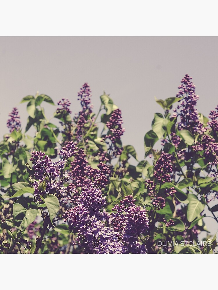 Wild Lilacs by oliviastclaire