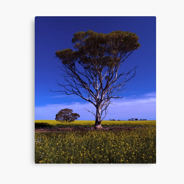 Item preview, The tree designed and sold by John Pitman.