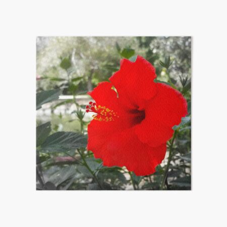 Red Gumamela Art Board Print