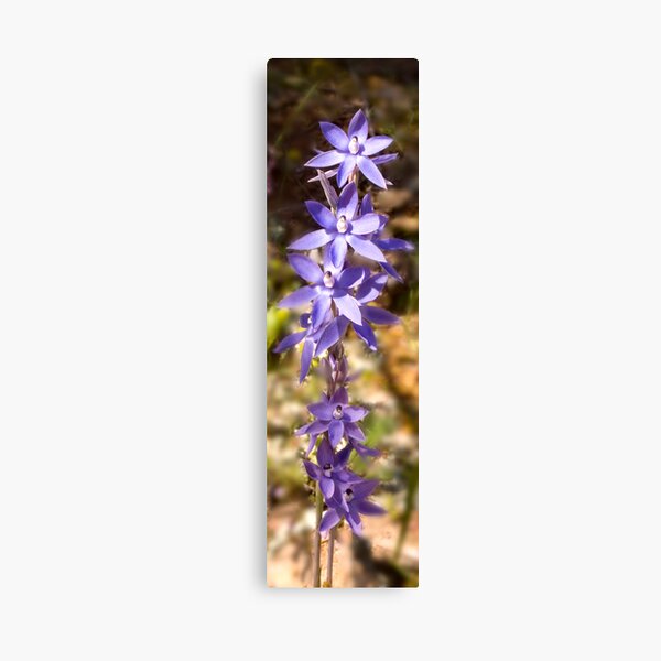 Thelymitra Nuda Canvas Print