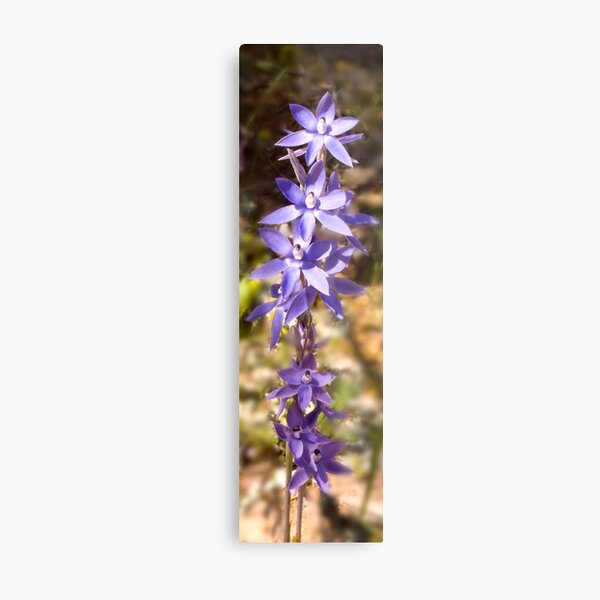 Thelymitra Nuda Metal Print