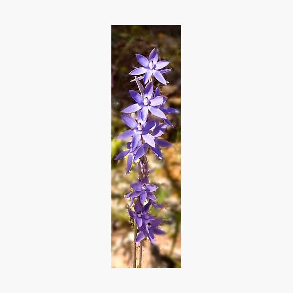 Item preview, Thelymitra Nuda designed and sold by John Pitman.