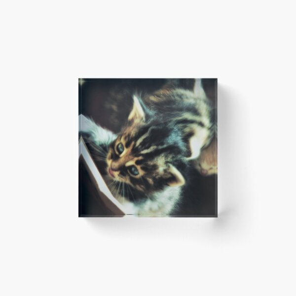 Item preview, tabby kitten with blue eyes designed and sold by Francespoppy.