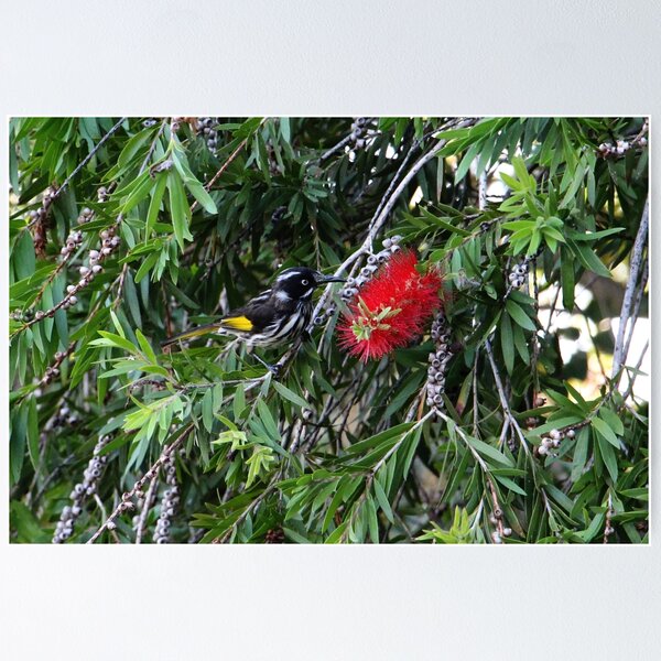 Item preview, New Holland Honeyeater designed and sold by LoJaRuPhotos.