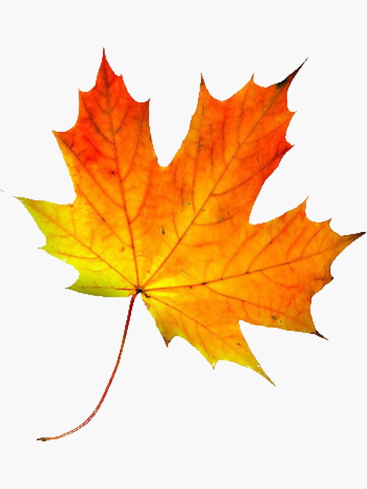 Стихотворение о кленовом листочке. Берестов лист кленовый. Осенний калиновый лист. Вот на ветке лист кленовый нынче стих слова. Листики осенние кленовые.