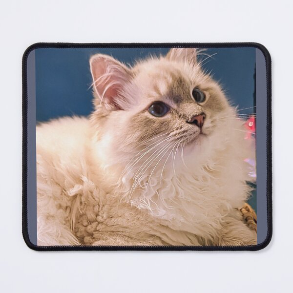 Item preview, Lynx ragdoll fluffy kitten designed and sold by Fluffycat2020.