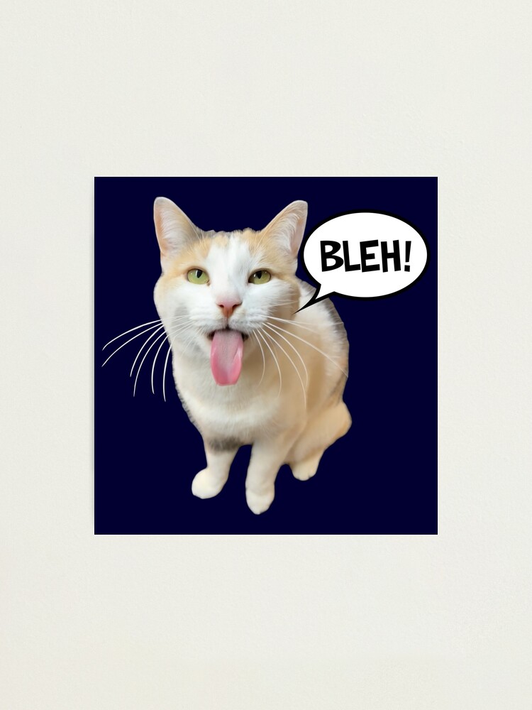Silly BLEHHHHH :P Cat Meme PFP Profile Picture