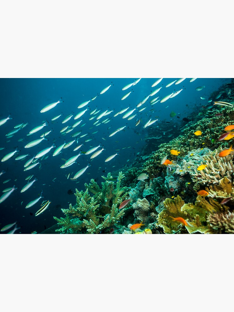 Life on the Reef by DavidWachenfeld