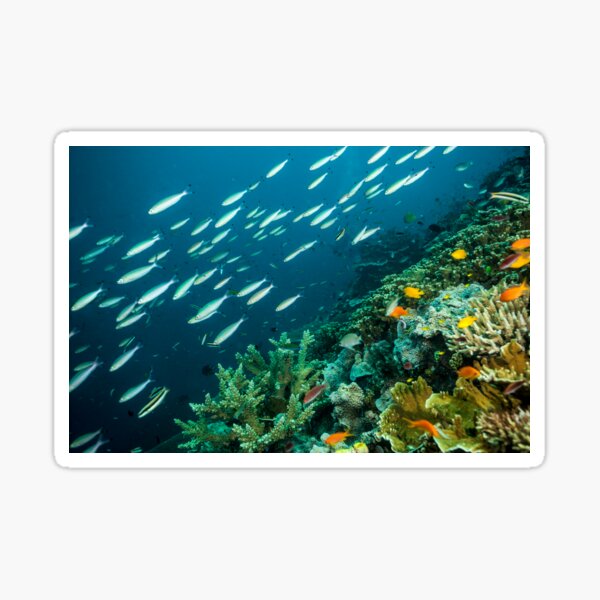 Life on the Reef Sticker